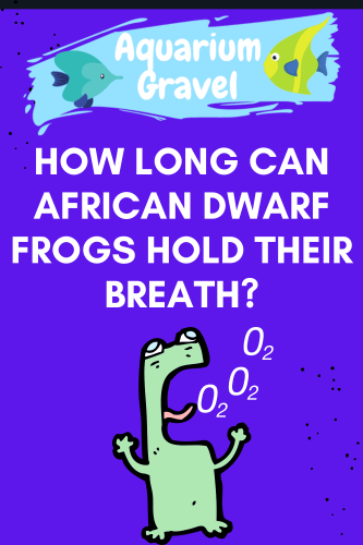 How Long Can African Dwarf Frogs Hold Their Breath