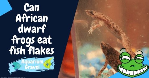 Can African dwarf frogs eat fish flakes?
