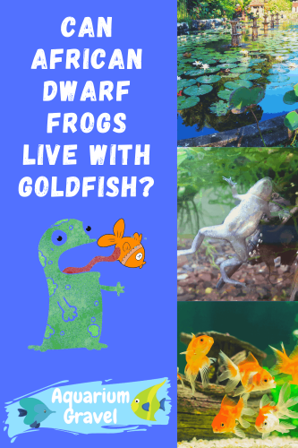 Can African Dwarf Frogs Live With Goldfish?