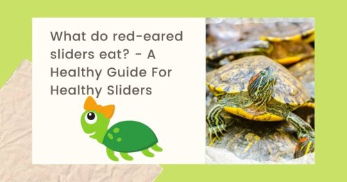 What do red-eared sliders eat? - A Healthy Guide For Healthy Sliders