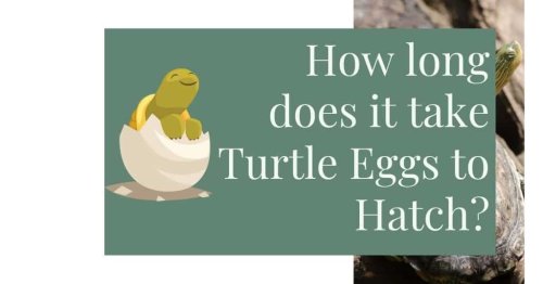 How long does it take Turtle Eggs to Hatch?