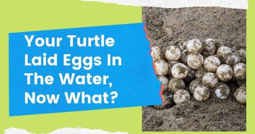 Your Turtle Laid Eggs In The Water, Now What?