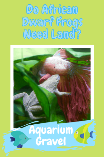 Do African Dwarf Frogs Need Land