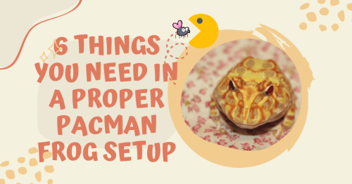 6 Things You Need In A Proper Pacman Frog Setup