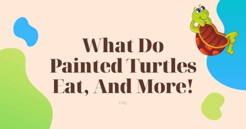 What Do Painted Turtles Eat, And More!