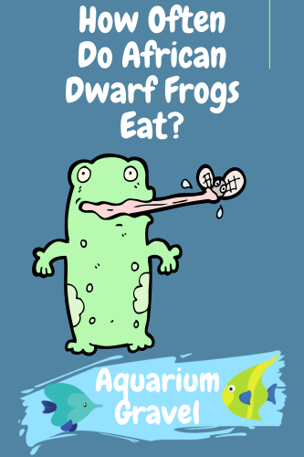 How Often Do African Dwarf Frogs Eat?