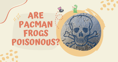 Are Pacman Frogs Poisonous? The Truth Will Surprise you