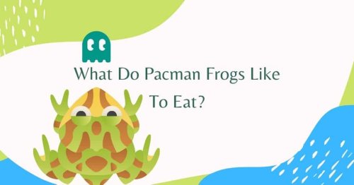 What Do Pacman Frogs Like To Eat?