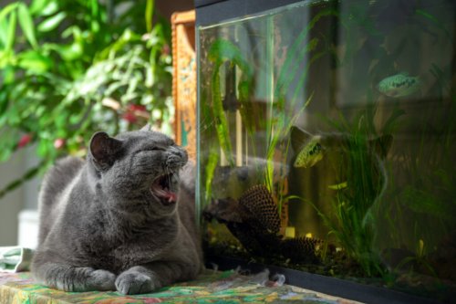 How Can I Protect My Aquarium From My Cat?