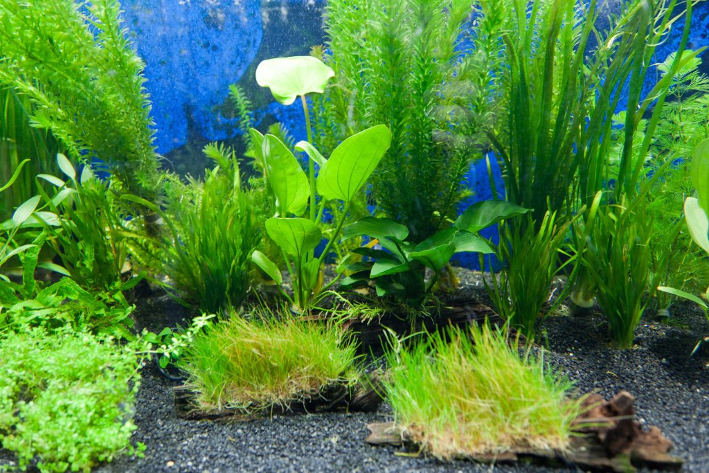 Freshwater Plants - cover