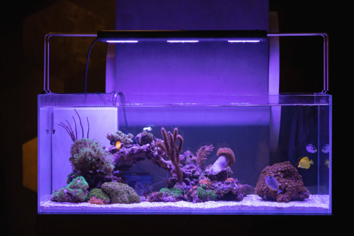 Best Aquarium Lights for a Balanced Fish Tank