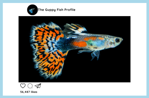 Don’t Buy a Guppy Unless You Read This – Everything You Want to Know About Guppy Fish