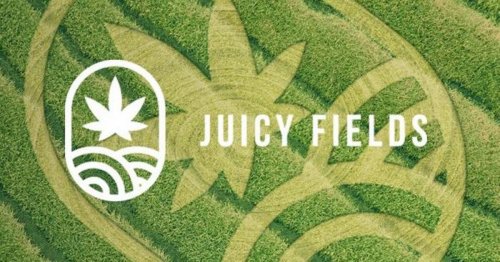 JuicyFields, l’estafa de la “gran família italo-russo-colombiana” del cànnabis