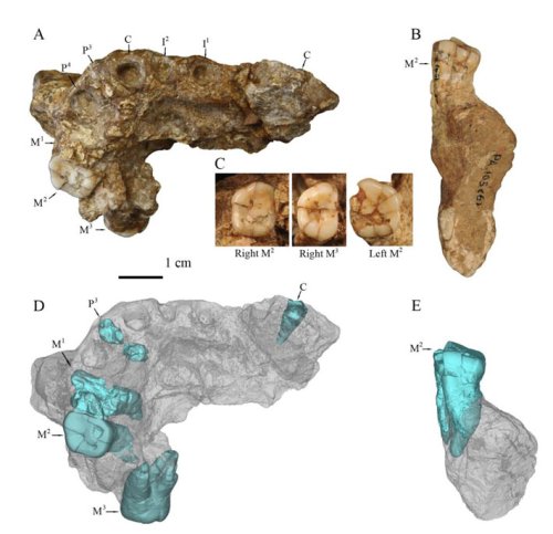 Fossils May Represent China’s Earliest Hominins - Archaeology Magazine