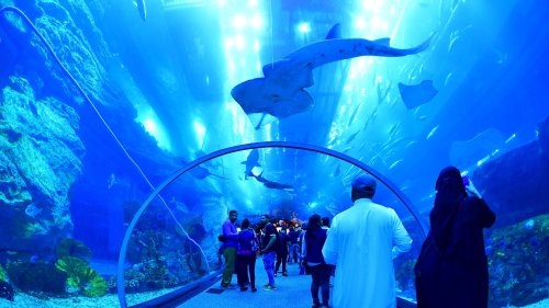 The 7 Most Beautiful Aquariums in the World