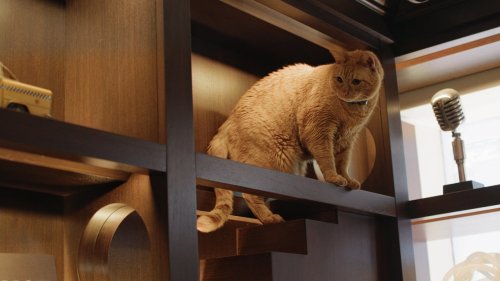 Can Cat-Friendly Design Be Chic?