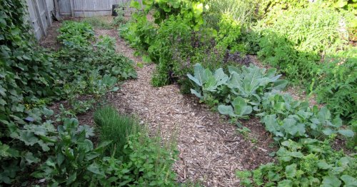 How to prepare your garden bed for successful fall planting