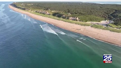 Cape Cod beach closed to swimming following shark sighting