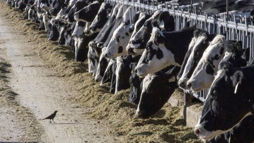 Officials say milk in Georgia is safe after warning from USDA about avian flu in Texas cows