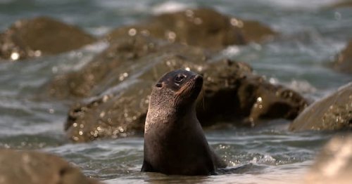 Scientists seek answers over deaths of hundreds of Kaikōura seals