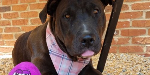 Patient pooch’s wait on adoption from Alabama shelter at 840 days and counting