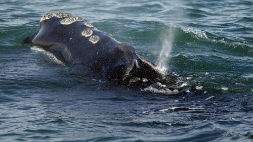 Ships must slow down more often to save whales, feds say