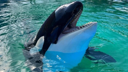 Rep. DelBene calls for ‘immediate action’ to bring orca Tokitae back to Salish Sea from Miami