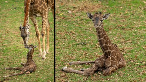 Giraffe born at San Diego Zoo Safari Park on Betty White’s 100th birthday