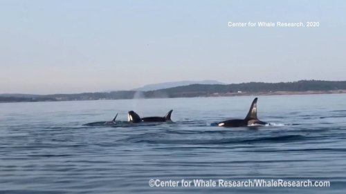 Skinny orcas bring emergency order for whale-watchers to keep distance