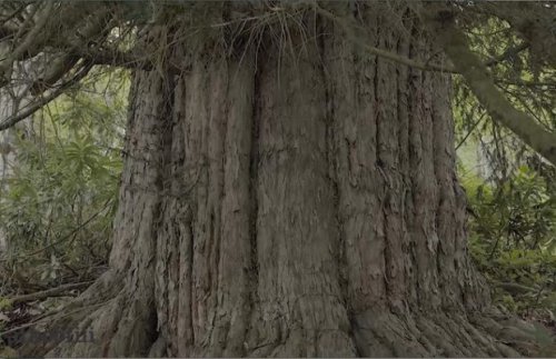 Dünyada Hala Yaşayan ve En Yaşlı 12 Ağaç