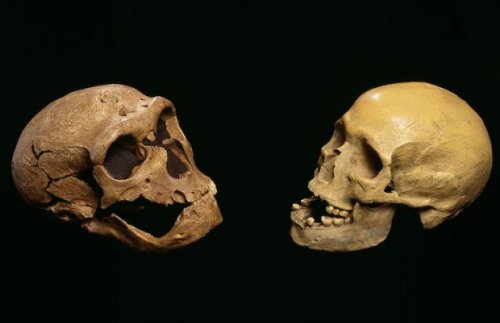 Neandertal Kafatasları ve Beyinleri, Bizimki Gibi Gelişmiş Olabilir