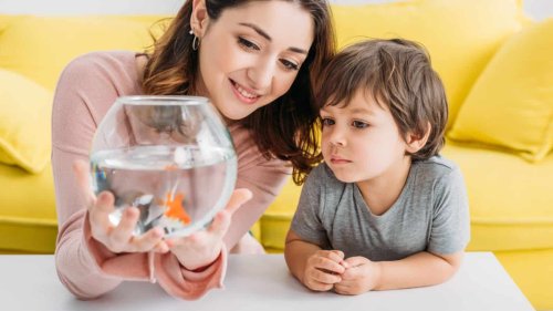 Dive into Aquatics: 15 Best Fish for Beginner Aquarium Enthusiasts