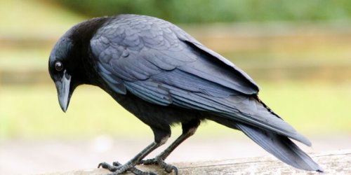 For the first time, research reveals crows use statistical logic
