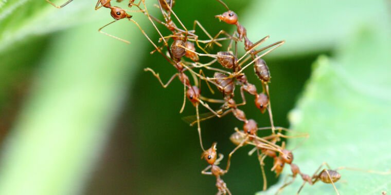 Ants estimate distance before building a ladder from their bodies
