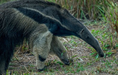 Mammals that chose ants and termites as food almost never go back