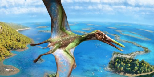 Physics meets paleontology: The hotly debated mechanics of pterosaur flight