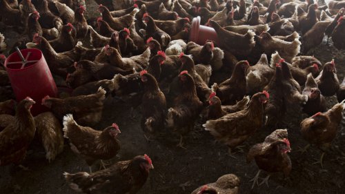 Bird flu continues to spread as Trump’s pandemic experts are MIA