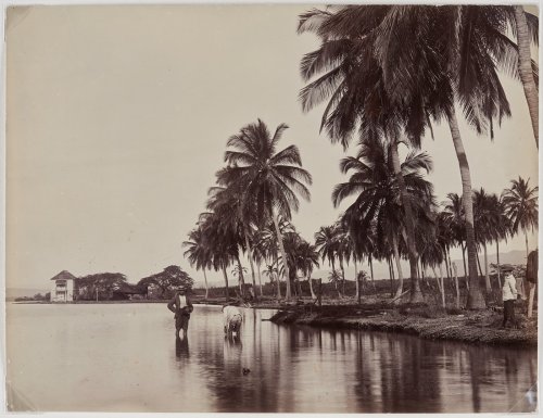 Caribbean Communities in Toronto Helped the Art Gallery of Ontario Acquire a Historic Trove of Photographs From the Islands