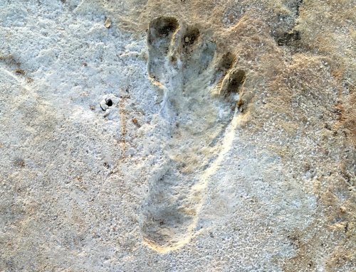 The Oldest Human Footprints in North America Could Redefine Prehistory as We Know It—and It’s All Thanks to These Tiny Seeds