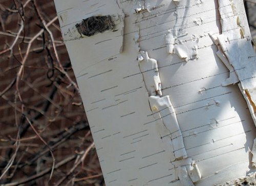 6 Trees Every Survivalist Should Know