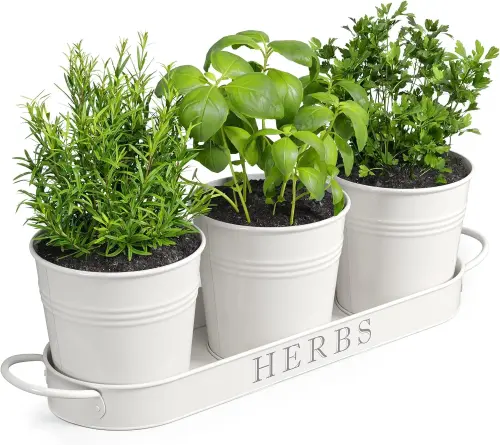 Garden Tips & Tricks for Green Spaces 🌱