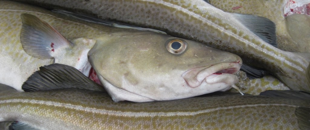 Aschums Seafood Ab - cover