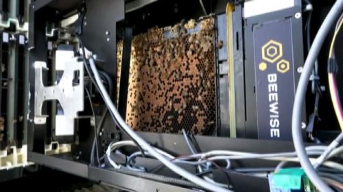 L'alveare hi-tech che salva le api grazie all'AI