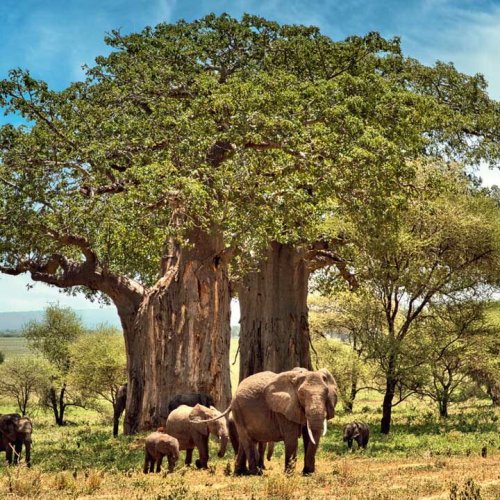 HAYAT AĞACI BAOBAB