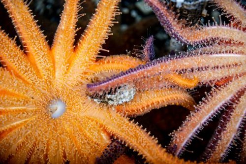 Baby Sea Stars Are Voracious Predators That Might Just Save an Ecosystem
