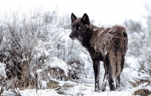 Wolves Have a Bad Reputation. One Yellowstone Naturalist Is Trying to Fix It.