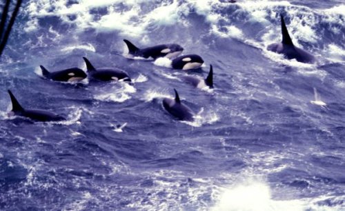 How Young Killer Whales Became Hooligans