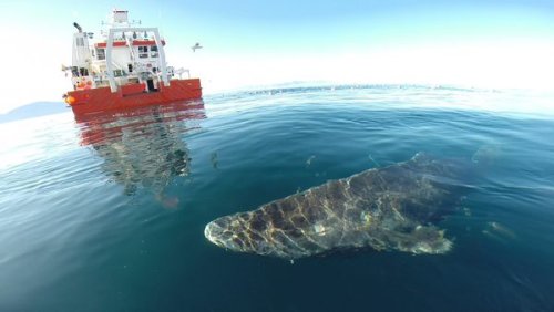What Does It Mean That Greenland Sharks Could Live for Hundreds of Years?