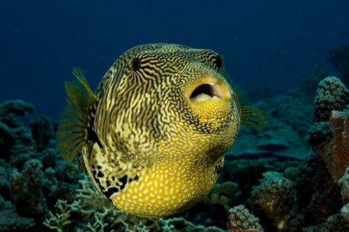 Pufferfish and Human Teeth Come From the Same Genetic Code