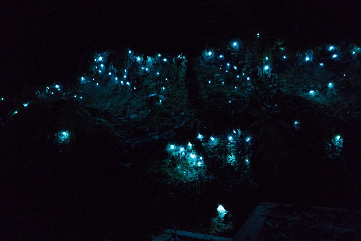 15 Best Places to Experience Bioluminescence